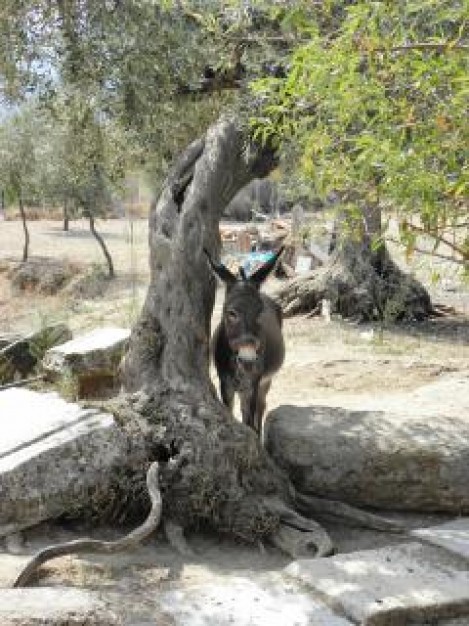 donkey resting in shade with tree at back