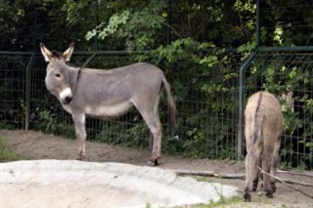 Donkeys in Biology zoo about Zoology Zoos and animal