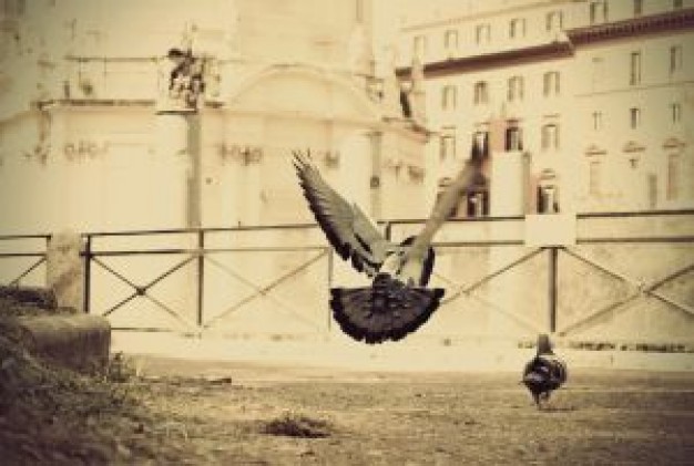 dove flying run Columbidae baby about Pigeon keeping Rock Dove