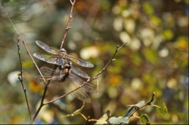 Dragonflies Insect close-up macro wings about wild forest landscape