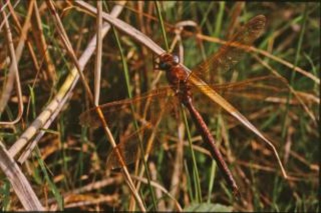 Dragonflies wings about Insect Business and Economy