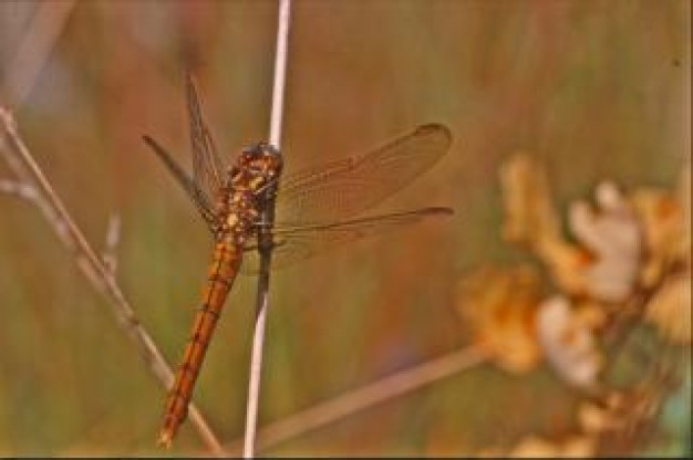 dragonfly animal closeup macro with brown background