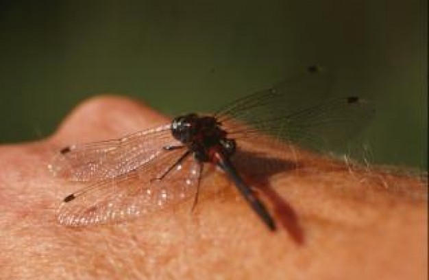 dragonfly animal insect stopping on hand