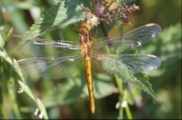 Dragonfly animal insect wings about Dragonflies Maturity psychological