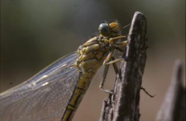 dragonfly animal macro close-up insect stopping on dead branch