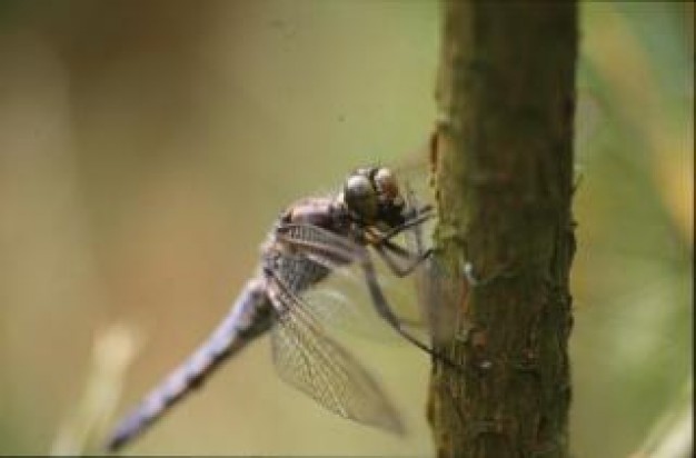 dragonfly animal macro stopping at trunk with nature background