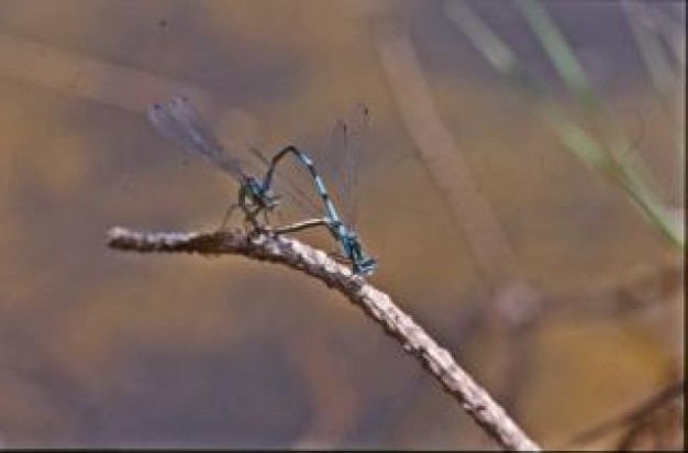 dragonfly animal wings closeup with autumn color background