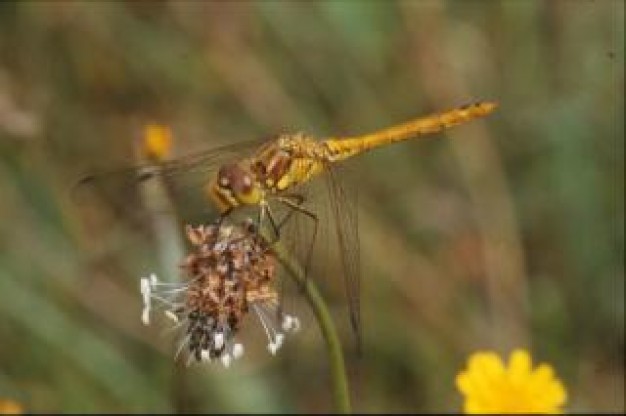 dragonfly animal wings insect closeup with yellow flower