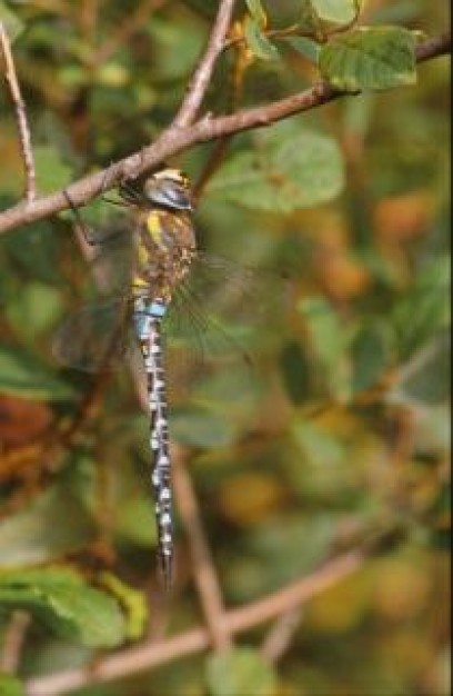 dragonfly animal wings insect flying on branch macro