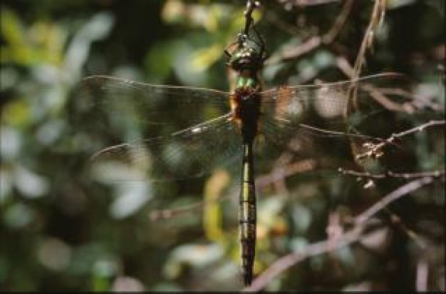 dragonfly animal wings insect macro with green nature background