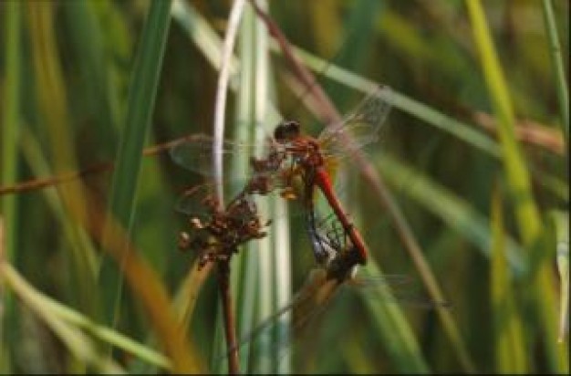 dragonfly animal with lucid wings insect stopping on green grass