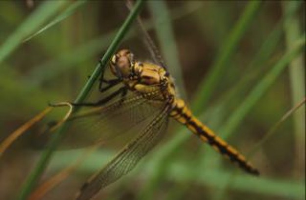 dragonfly animal with lucid wings over grass background