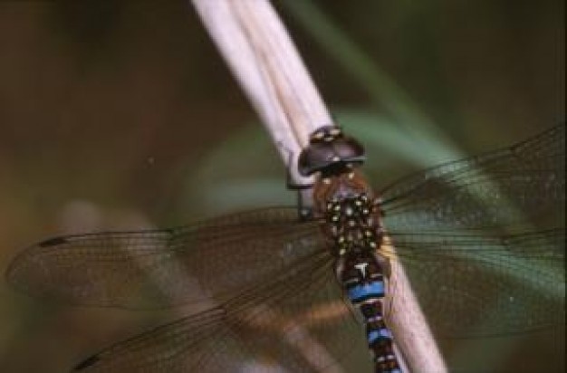 dragonfly animal with wings insect stopping at grass stick closeup