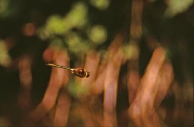 dragonfly animal with wings macro flying over nature background