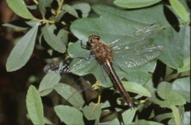 Dragonfly Biology animal macro about Dragonflies Flora and Fauna