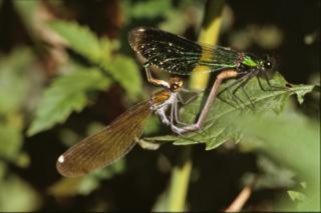 dragonfly close-up dragonfly animal stopping on green leaf