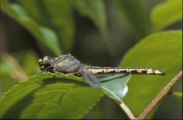 dragonfly close-up dragonfly insect wings stopping on green leaf