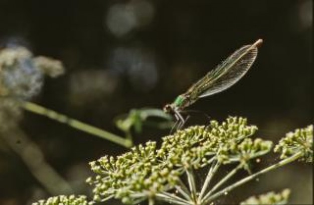 dragonfly close-up insect macro stopping on flowers