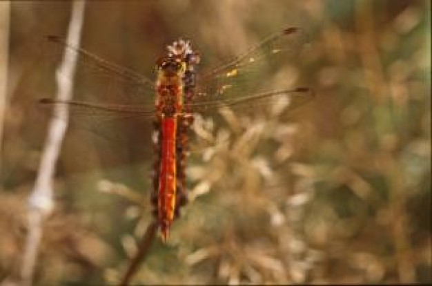 dragonfly close-up insect stopping on autumn grass