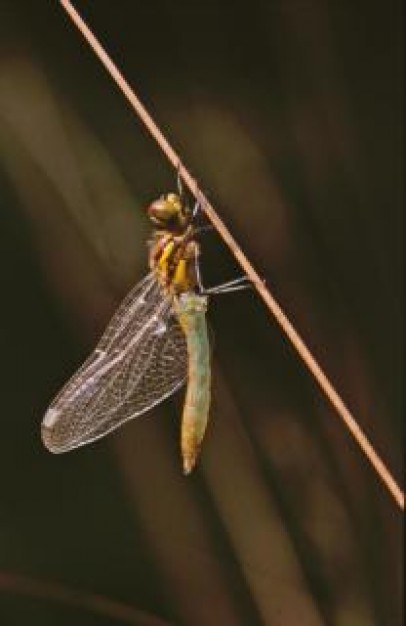 dragonfly close-up insect stopping on yellow line