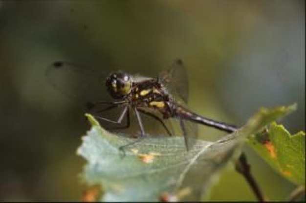 dragonfly close-up macro stopping on big leaf