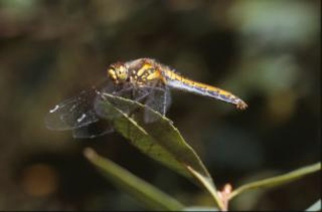 dragonfly close-up stopping at leaf