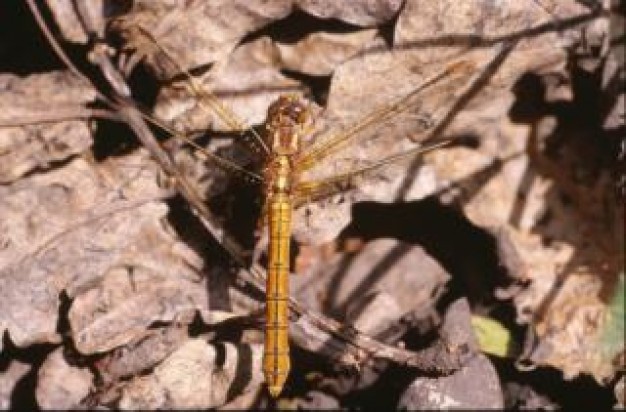 Dragonfly close-up wings animal about Style of life Polarization field insect