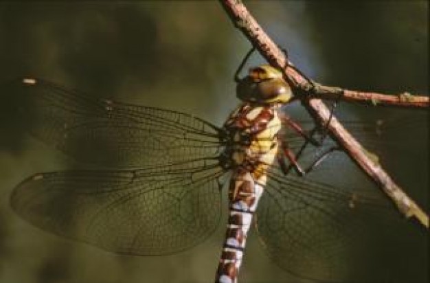 Dragonfly Fly wings insect animal about insect life portrait