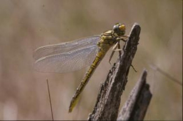 Dragonfly God macro animal about wild Odonata Dragonflies