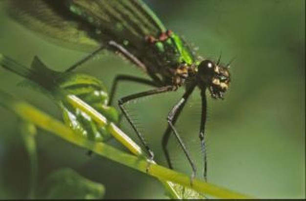 dragonfly insect animal closeup  stopping on grass