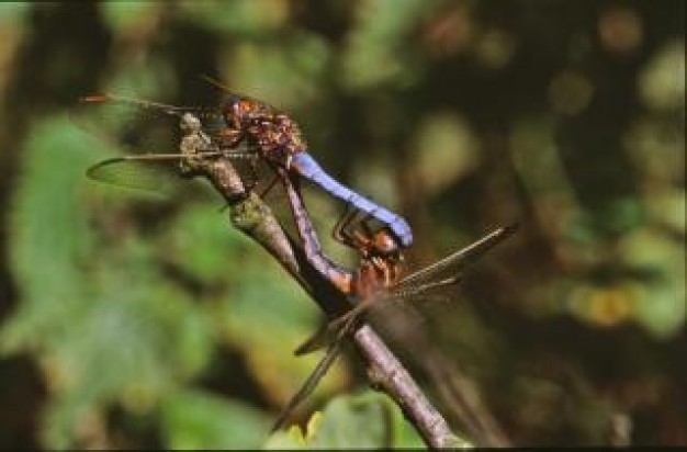 dragonfly insect animal macro with nature green background