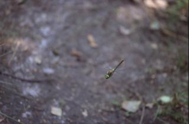 dragonfly insect animal  stopping at forest floor