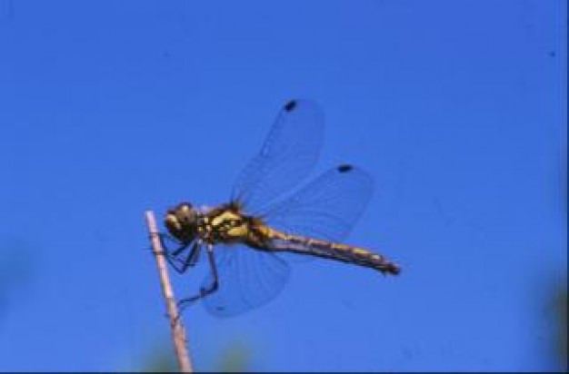 Dragonfly Insect animal wings insect about Biology Living Life