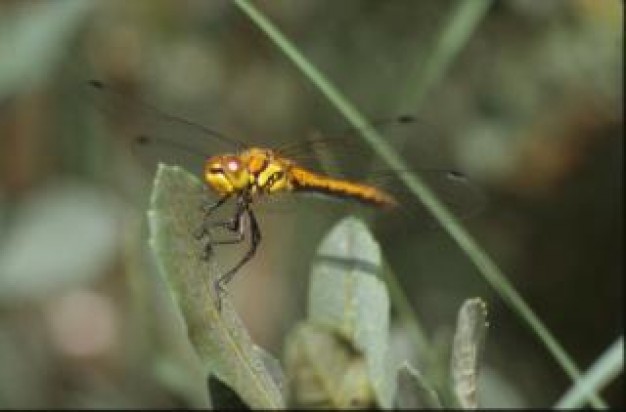 dragonfly insect animal wings stopping on leaf close-up