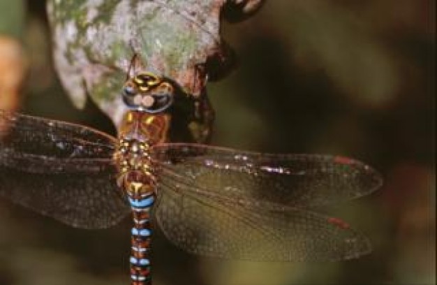 dragonfly Insect closeup about wildinsect life