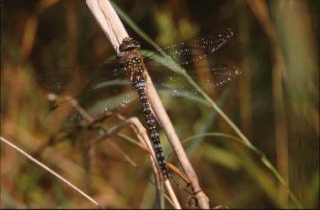 Dragonfly Insect closeup insect wings flying on grass