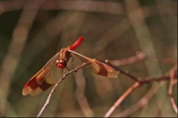 Dragonfly Insect insect animal about Polarization Style of life