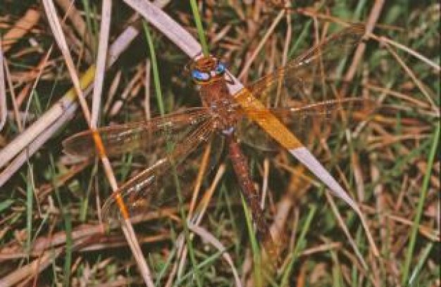 dragonfly insect macro stopping on grass