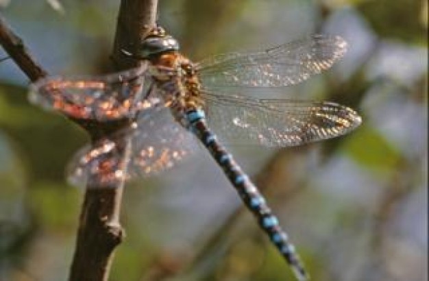 dragonfly insect stopping on branch closeup