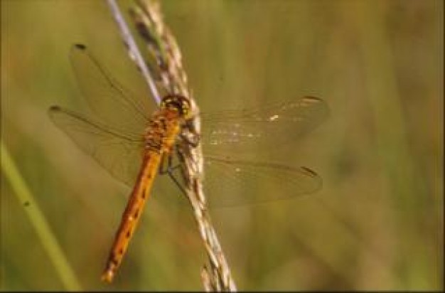 dragonfly insect stopping on grass stick