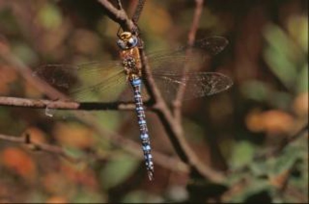 Dragonfly Insect wing insect wings macro about wild field