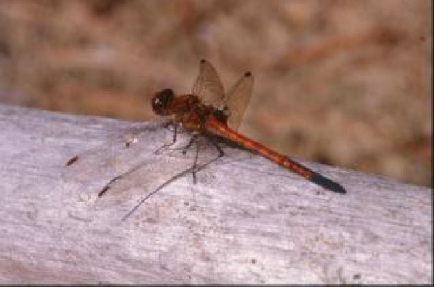 Dragonfly Insect wings macro insect close-up about Meaning of life