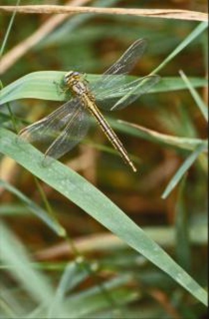 dragonfly insect wings stopping on bamboo leaf