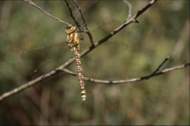 dragonfly insect with transparent wings macro over nature background