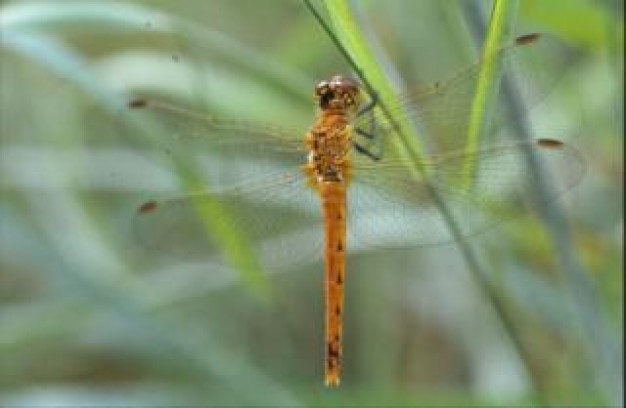 dragonfly macro animal stopping at grass stick