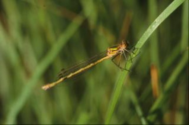 dragonfly macro animal stopping on grass close-up