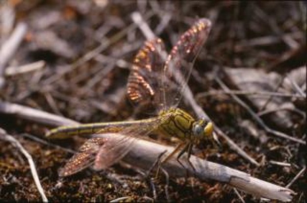 dragonfly macro close-up insect stopping on dry grass and stick