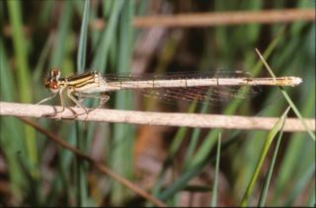 dragonfly macro insect animal stopping on grass stick