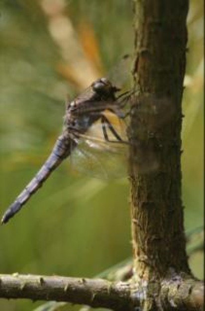 dragonfly macro insect stopping on tree branch