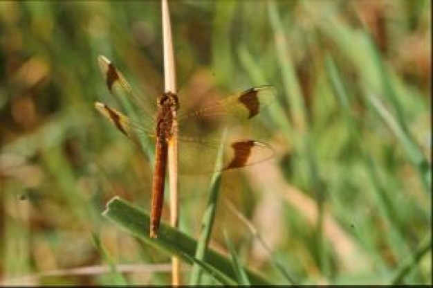 dragonfly macro insect wings stopping on grass